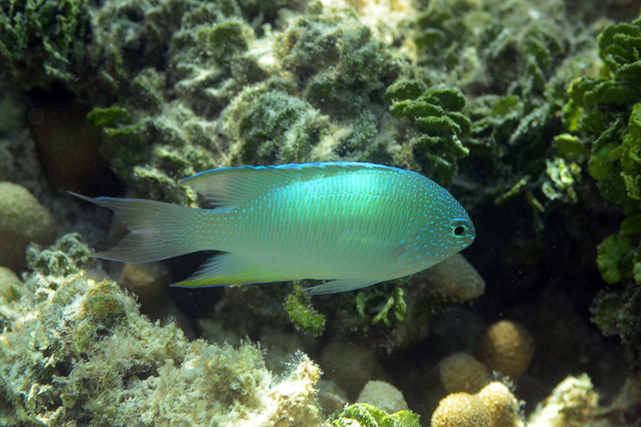 305-Chromis-viridis-02-b-01-90