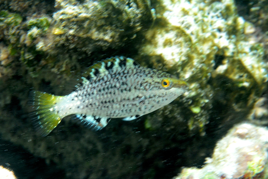 385-Gruenbauch-Papageifisch-(Scarus-falcipinnis)-juv-02-01-90