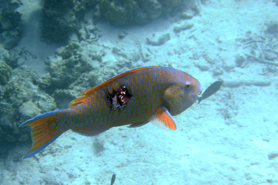 388-Blauband-Papageifisch-02-01-90