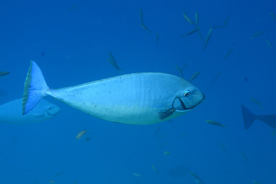 464-0-Blauklingen-Nasendoktor-(Naso%20hexacanthus)-01-01-90