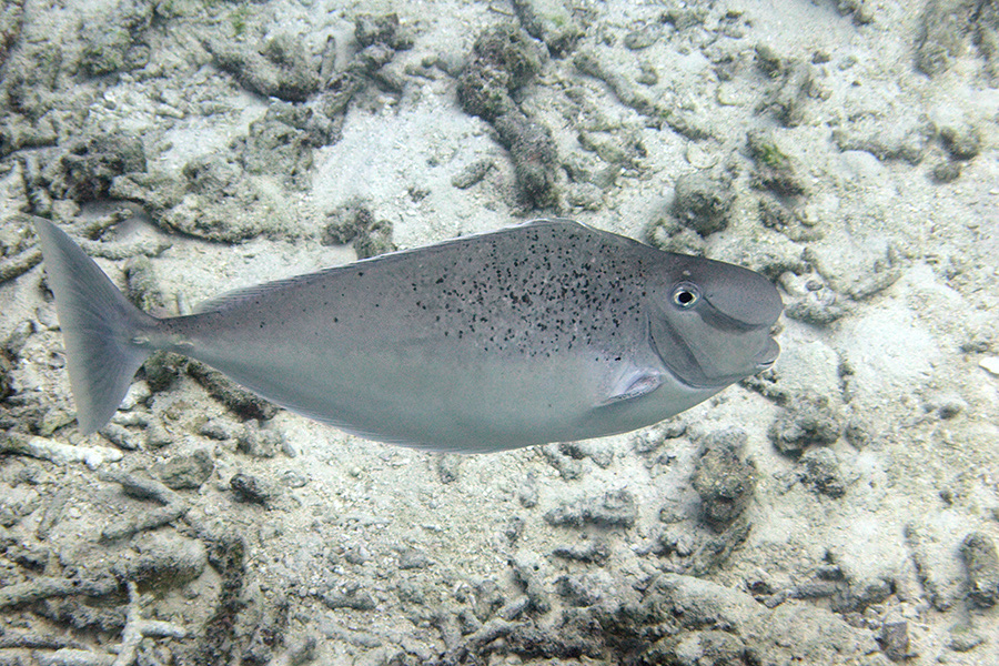 487-0-Buckelnasen-Nasendoktorfisch-(Naso%20tuberosus)-b-01-01-90