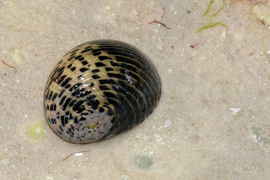 733-2-Strandschnecke-(Neritidae%20sp.)-XYZ_5564-01-90