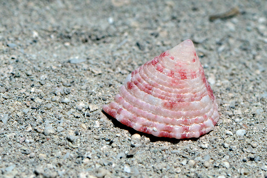 750-Gefleckte-Kreiselschnecke-(Trochus%20maculatus)-01-01-90