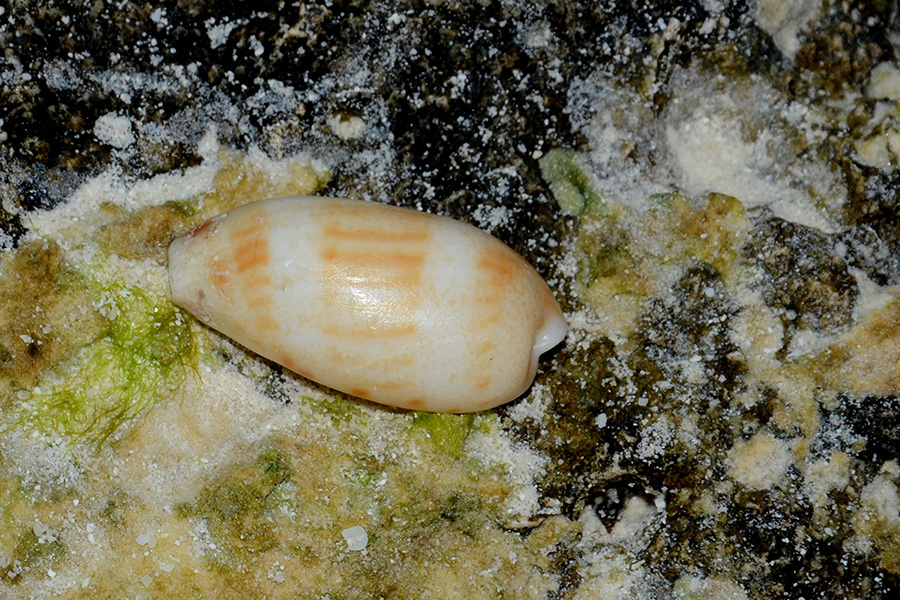 753-2-Kaurie-(Cypraea%20sp.)-01-90