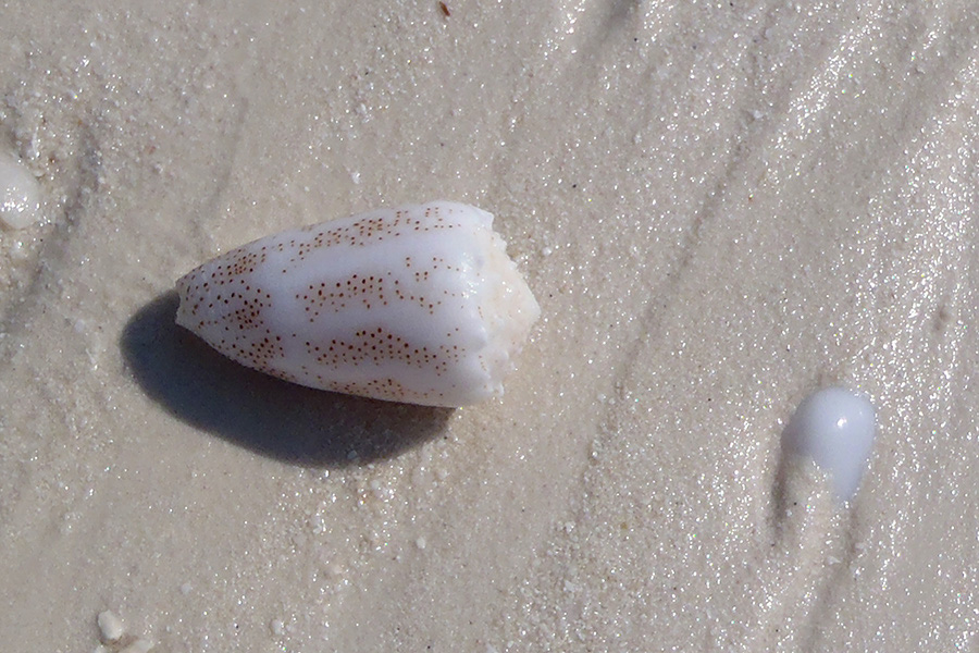 762-Sand-Kegelschnecke-(Conus%20arenatus)-02-01-90