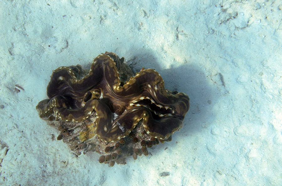 765-Grosse%20Riesenmuschel-(Tridacna%20gigas)-02-01-90