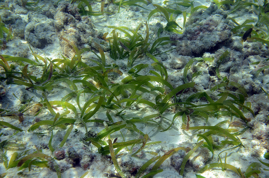 905-Faecher-Seegras-(thalassodendron%20ciliatum)-02-01-01