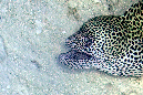 021-Netzmuraene%20(Gymnothorax%20favagineus)-b-08-02-90