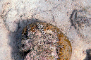 036-0-Malediven-Sandbarsch%20(Parapercis%20signata)-b-01-01-90