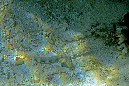 051-Liegende-Seenadel-(Corythoichthys%20haematopterus)-02-01-01