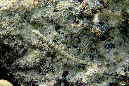052-Liegende-Seenadel-(Corythoichthys%20haematopterus)-08-01-90