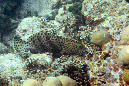 057-Weissbauch%20Zackenbarsch-%20epinephelus%20macrospilos-01-90