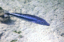 096-Riesen-Torpedobarsch-(Malacanthus%20latovittatus)-01-01-90
