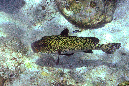 135-Harlekin-Suesslippe-b-01-01-90