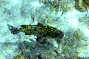 136-Harlekin-Suesslippe-b-02-b-01-90