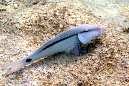 185-Strichpunkt-Barbe-(Parupeneus%20barberinus)-06-01-90