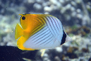 210-Faehnchen-Falterfisch-00-01-90