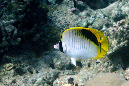 232-0-Falscher%20Riesenfalter-(Chaetodon%20oxycephalus)-01-01-90