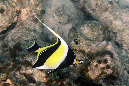 240-Halfterfisch-(Zanclus%20cornutus)-05-01-90