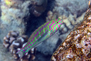 347-Rotstreifen-Junker-(Thalassoma%20quinquevittatum)-b-01-01-90