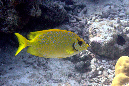 455-Korallen-Kaninchenfisch-01-01-90