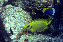 456-Korallen-Kaninchenfisch-05-01-90