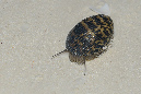 733-4-Strandschnecke-(Neritidae%20sp.)-XYZ_5814-01-90
