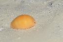 752-Karneol-Kaurie-(Lyncina%20carneola)-01-01-90