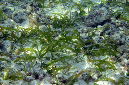 905-Faecher-Seegras-(thalassodendron%20ciliatum)-02-01-01